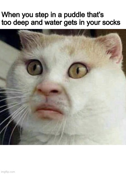 So true lol | When you step in a puddle that’s too deep and water gets in your socks | image tagged in cursed cat | made w/ Imgflip meme maker