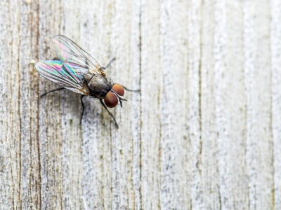 High Quality fly on the wall Blank Meme Template