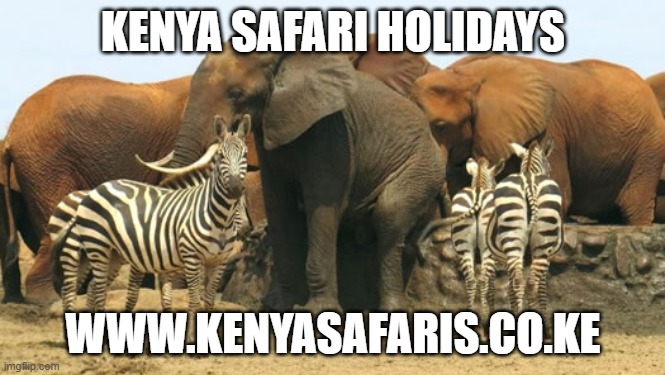 Kenya Safari Holidays | KENYA SAFARI HOLIDAYS; WWW.KENYASAFARIS.CO.KE | image tagged in kenya safari holidays,kenya safari packages,kenya safari | made w/ Imgflip meme maker