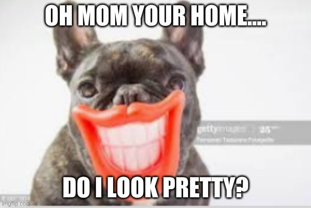 hilarious dog | OH MOM YOUR HOME.... DO I LOOK PRETTY? | image tagged in hilarious,dog | made w/ Imgflip meme maker