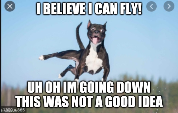 flying dog | I BELIEVE I CAN FLY! UH OH IM GOING DOWN THIS WAS NOT A GOOD IDEA | image tagged in funny dogs | made w/ Imgflip meme maker