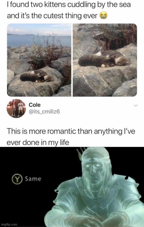 same | image tagged in y same better,cats,romance,romantic,repost,same | made w/ Imgflip meme maker