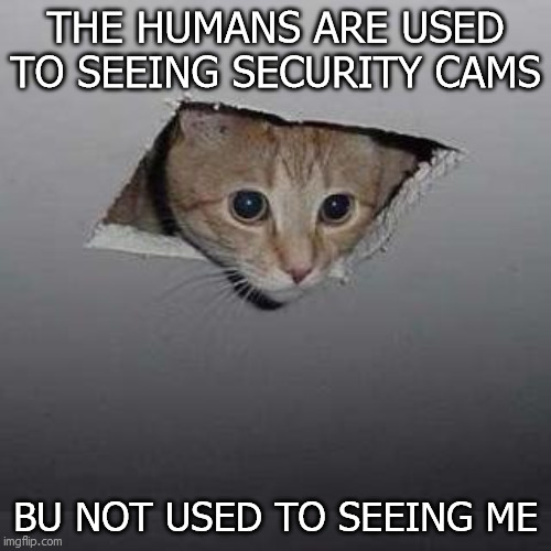 Ceiling Cat Meme | THE HUMANS ARE USED TO SEEING SECURITY CAMS; BU NOT USED TO SEEING ME | image tagged in memes,ceiling cat | made w/ Imgflip meme maker