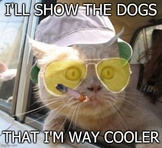 Fear And Loathing Cat Meme | I'LL SHOW THE DOGS; THAT I'M WAY COOLER | image tagged in memes,fear and loathing cat | made w/ Imgflip meme maker