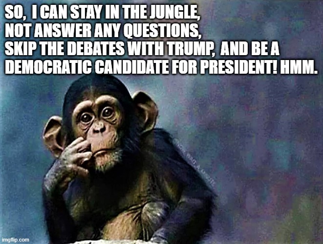 Thinking monkey | SO,  I CAN STAY IN THE JUNGLE, NOT ANSWER ANY QUESTIONS, 
SKIP THE DEBATES WITH TRUMP,  AND BE A DEMOCRATIC CANDIDATE FOR PRESIDENT! HMM. | image tagged in political meme,democrat,chimp,candidate,presidential debate,debate | made w/ Imgflip meme maker