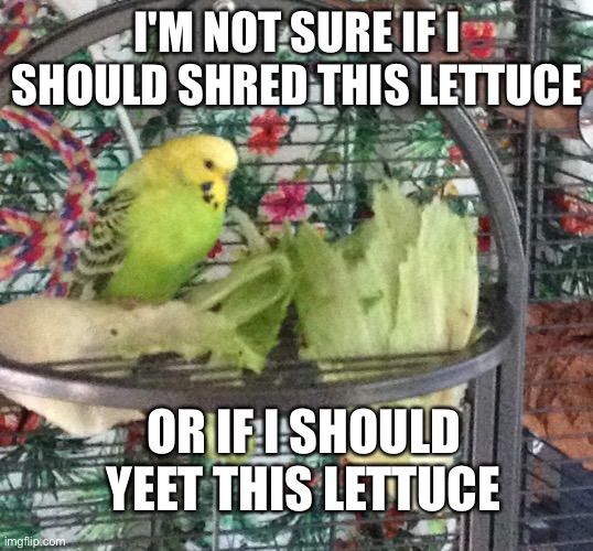 Shred or Yeet? | I'M NOT SURE IF I SHOULD SHRED THIS LETTUCE; OR IF I SHOULD YEET THIS LETTUCE | image tagged in budgie,lettuce | made w/ Imgflip meme maker