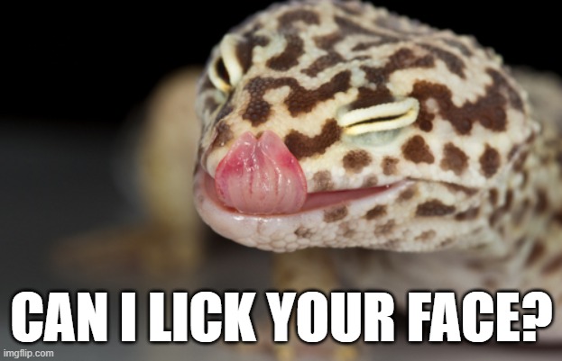 CAN I LICK YOUR FACE? | made w/ Imgflip meme maker