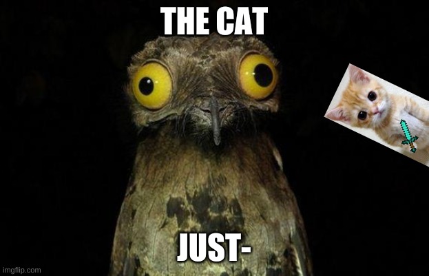 help | THE CAT; JUST- | image tagged in memes,weird stuff i do potoo | made w/ Imgflip meme maker