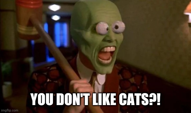 Funny | YOU DON'T LIKE CATS?! | image tagged in cats | made w/ Imgflip meme maker