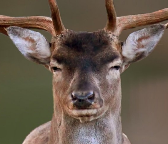 High Quality Annoyed Deer Blank Meme Template