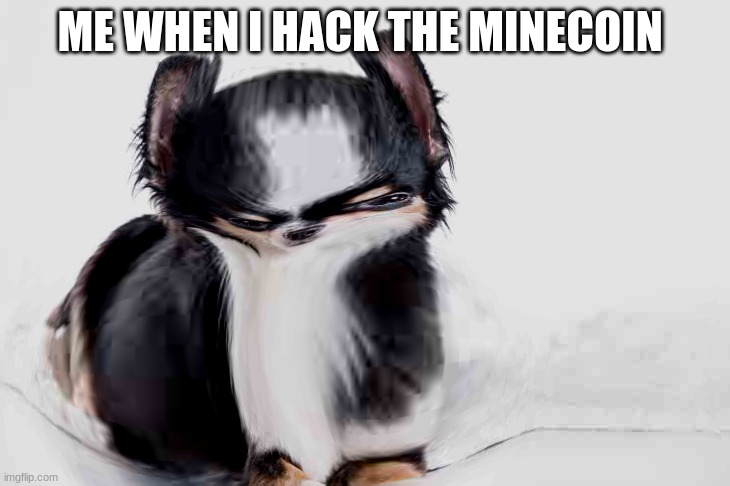 confused chiwawa | ME WHEN I HACK THE MINECOIN | image tagged in confused chiwawa | made w/ Imgflip meme maker