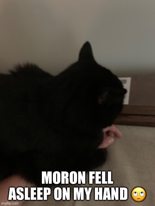 MORON FELL ASLEEP ON MY HAND 🙄 | image tagged in moron,cat,panthers | made w/ Imgflip meme maker