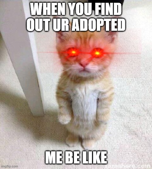 Cute Cat Meme | WHEN YOU FIND OUT UR ADOPTED; ME BE LIKE | image tagged in memes,cute cat | made w/ Imgflip meme maker