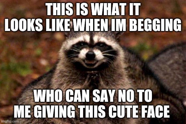 Evil Plotting Raccoon Meme | THIS IS WHAT IT LOOKS LIKE WHEN IM BEGGING; WHO CAN SAY NO TO ME GIVING THIS CUTE FACE | image tagged in memes,evil plotting raccoon | made w/ Imgflip meme maker