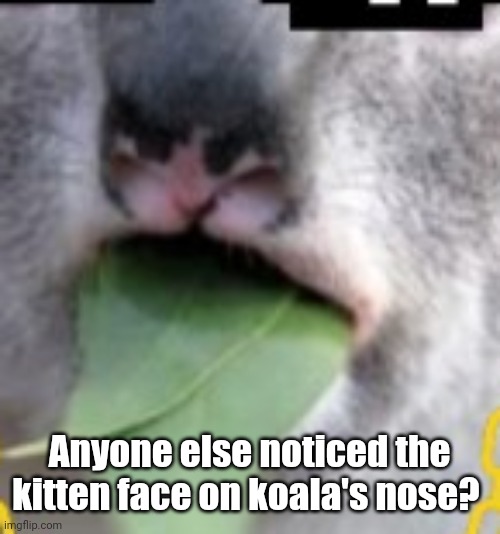 Anyone else noticed the kitten face on koala's nose? | made w/ Imgflip meme maker
