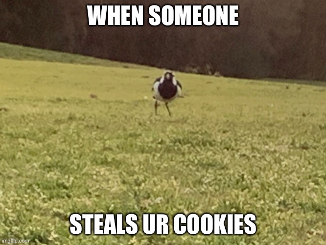 Make my photo go viral | WHEN SOMEONE; STEALS UR COOKIES | image tagged in memes | made w/ Imgflip meme maker