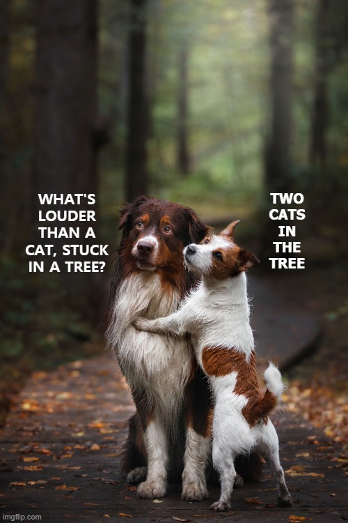 It's a dog's life | TWO CATS IN THE TREE; WHAT'S LOUDER THAN A CAT, STUCK IN A TREE? | image tagged in bad pun dog | made w/ Imgflip meme maker