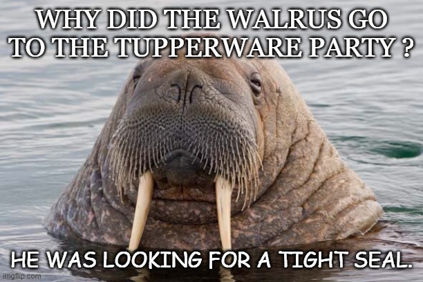 Daily Bad Dad Joke 08/07/2020 | WHY DID THE WALRUS GO TO THE TUPPERWARE PARTY ? HE WAS LOOKING FOR A TIGHT SEAL. | image tagged in walrus | made w/ Imgflip meme maker