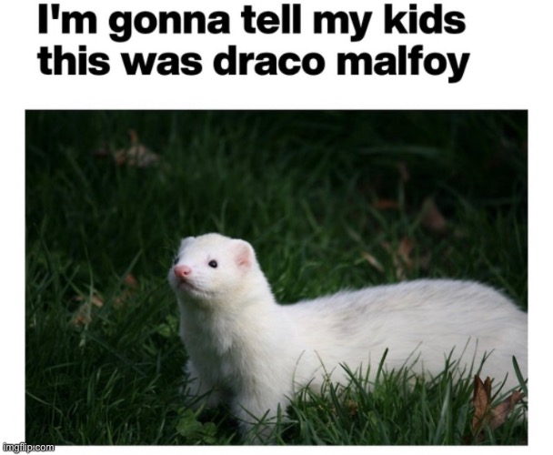 Draco | made w/ Imgflip meme maker