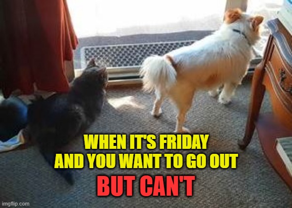 Quarantine Fridays: Just another day inside. |  WHEN IT'S FRIDAY AND YOU WANT TO GO OUT; BUT CAN'T | image tagged in memes,friday,quarantine,cats,dogs,outside | made w/ Imgflip meme maker