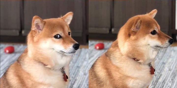 High Quality Doge looking awkwardly Blank Meme Template
