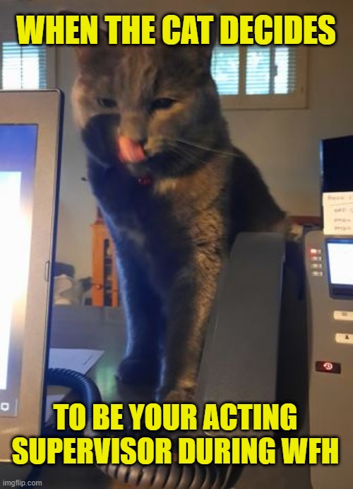 WFH: When the cat gets to show who's the boss 24-7. |  WHEN THE CAT DECIDES; TO BE YOUR ACTING SUPERVISOR DURING WFH | image tagged in memes,cats,quarantine,wfh,workplace,cat memes | made w/ Imgflip meme maker