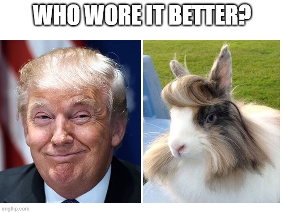 WHO WORE IT BETTER? | image tagged in donald trump,funny memes,dogs,donald trumph hair | made w/ Imgflip meme maker
