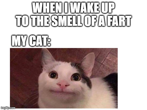 WHEN I WAKE UP TO THE SMELL OF A FART; MY CAT: | image tagged in funny cats,farts,funny meme | made w/ Imgflip meme maker
