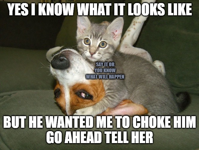 Nothing to see here | YES I KNOW WHAT IT LOOKS LIKE; SAY IT OR YOU KNOW WHAT WILL HAPPEN; BUT HE WANTED ME TO CHOKE HIM
GO AHEAD TELL HER | image tagged in cats,dogs,memes,fun,funny,2020 | made w/ Imgflip meme maker