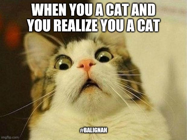 Cat daddy |  WHEN YOU A CAT AND YOU REALIZE YOU A CAT; #BALIGNAH | image tagged in memes,scared cat | made w/ Imgflip meme maker