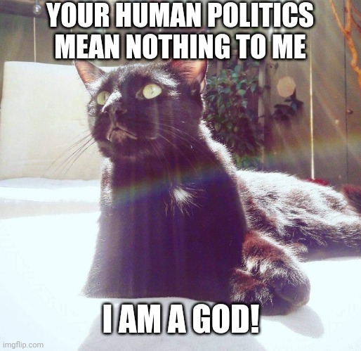 Cats Are Gods | YOUR HUMAN POLITICS MEAN NOTHING TO ME; I AM A GOD! | image tagged in cat god speaks,blm,god,cats,animals | made w/ Imgflip meme maker