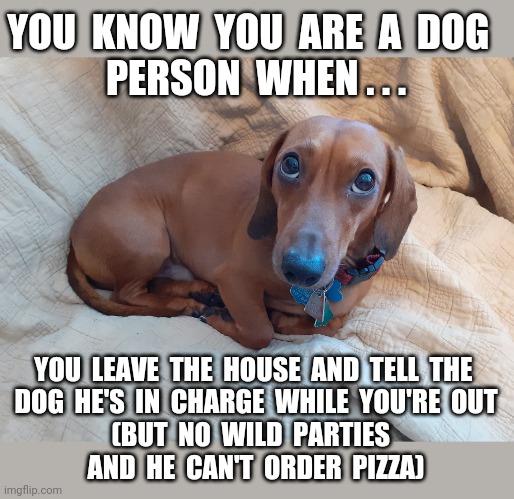 You Know You're A Dog Person When... | YOU  KNOW  YOU  ARE  A  DOG  
PERSON  WHEN . . . YOU  LEAVE  THE  HOUSE  AND  TELL  THE 
 DOG  HE'S  IN  CHARGE  WHILE  YOU'RE  OUT 
(BUT  NO  WILD  PARTIES  
AND  HE  CAN'T  ORDER  PIZZA) | image tagged in dogs,animals,memes,funny,jokes,humor | made w/ Imgflip meme maker