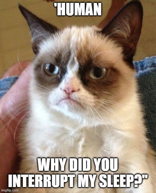 Grumpy Cat Meme | 'HUMAN WHY DID YOU INTERRUPT MY SLEEP?" | image tagged in memes,grumpy cat | made w/ Imgflip meme maker