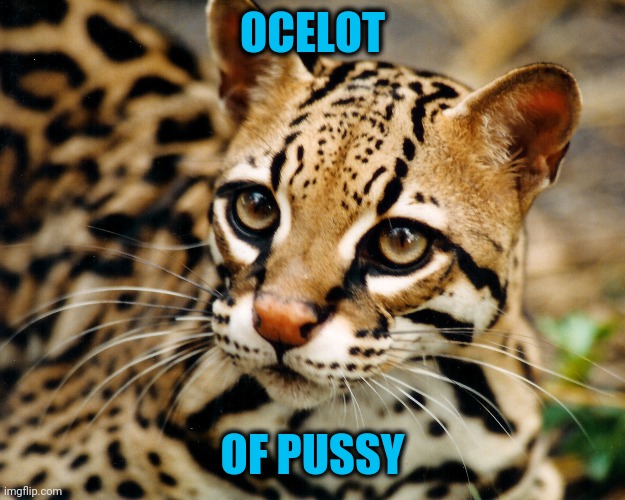 Obvious Ocelot | OCELOT OF PUSSY | image tagged in obvious ocelot | made w/ Imgflip meme maker