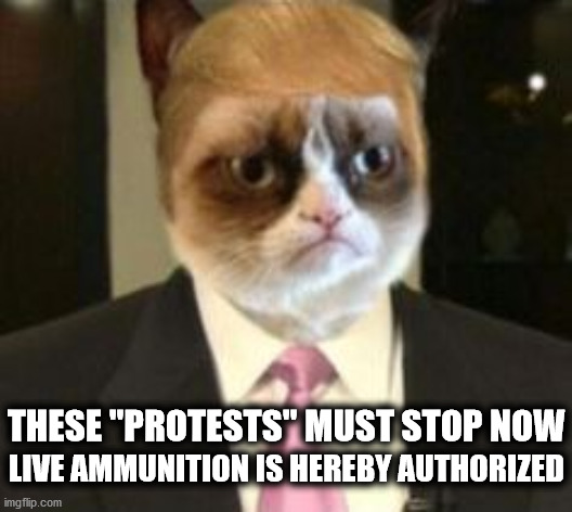 Trumpy Cat Executive Order | THESE "PROTESTS" MUST STOP NOW; LIVE AMMUNITION IS HEREBY AUTHORIZED | image tagged in trumpy cat,live ammo,stop riots | made w/ Imgflip meme maker