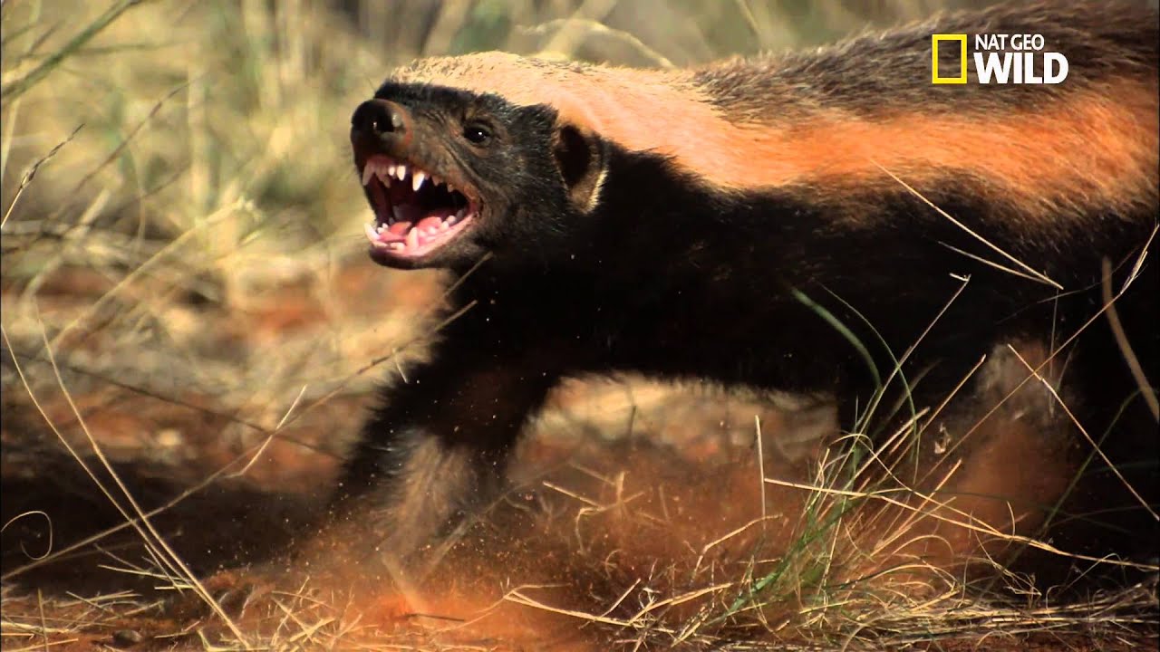 Honey Badger Hissing Blank Meme Template