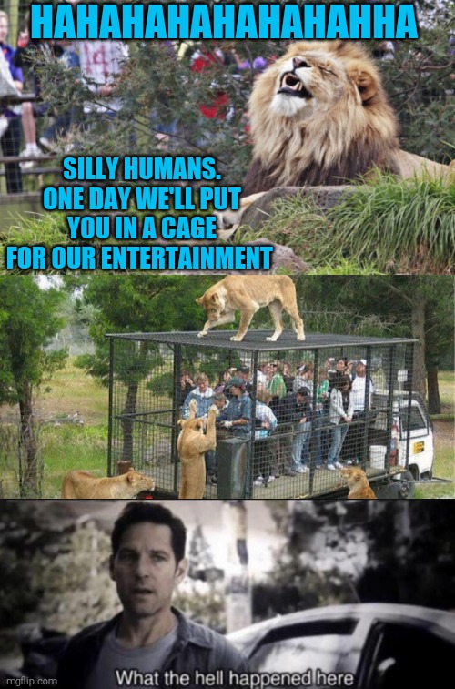 Planet of the lions |  HAHAHAHAHAHAHAHHA; SILLY HUMANS. ONE DAY WE'LL PUT YOU IN A CAGE FOR OUR ENTERTAINMENT | image tagged in memes,lion,lions,zoo,what the hell happened here | made w/ Imgflip meme maker