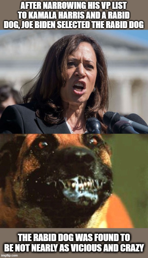 AFTER NARROWING HIS VP LIST TO KAMALA HARRIS AND A RABID DOG, JOE BIDEN SELECTED THE RABID DOG; THE RABID DOG WAS FOUND TO BE NOT NEARLY AS VICIOUS AND CRAZY | image tagged in memes,kalmala harris,stupid liberals,vice president,election 2020,joe biden | made w/ Imgflip meme maker
