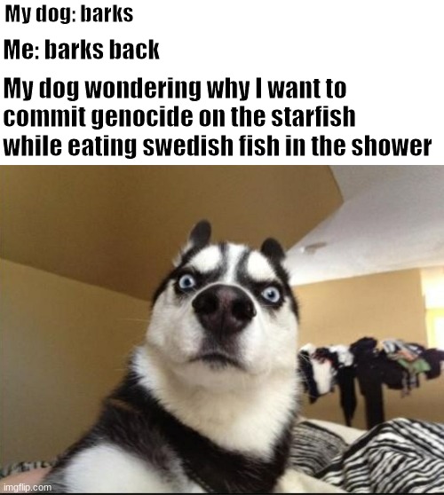 he so confused | My dog: barks; Me: barks back; My dog wondering why I want to commit genocide on the starfish while eating swedish fish in the shower | image tagged in stunned dog | made w/ Imgflip meme maker
