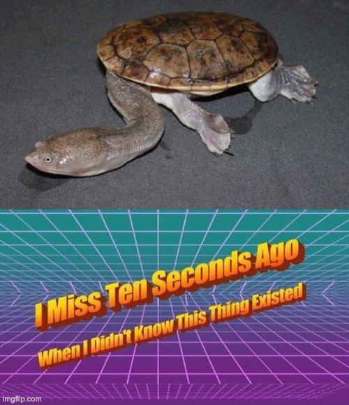 image tagged in i miss ten seconds ago,turtle | made w/ Imgflip meme maker