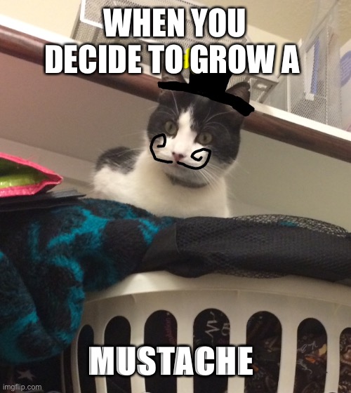 Mustache | WHEN YOU DECIDE TO GROW A; MUSTACHE | image tagged in cats,mustache | made w/ Imgflip meme maker