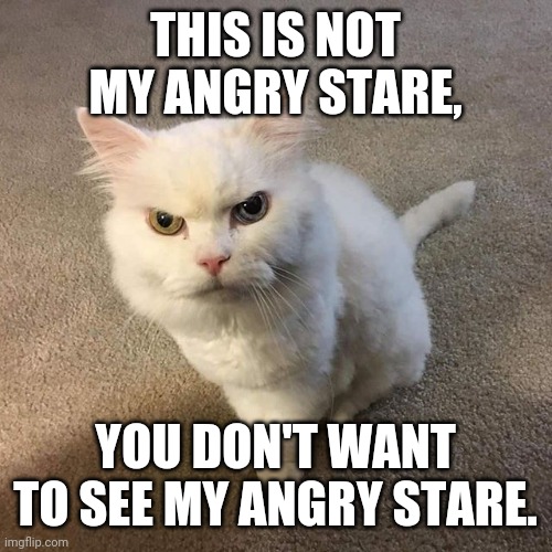 Judging cat | THIS IS NOT MY ANGRY STARE, YOU DON'T WANT TO SEE MY ANGRY STARE. | image tagged in judging cat | made w/ Imgflip meme maker