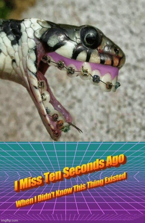 image tagged in i miss ten seconds ago,snake | made w/ Imgflip meme maker