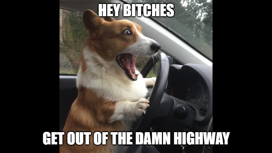 Hey bitches | HEY BITCHES; GET OUT OF THE DAMN HIGHWAY | image tagged in memes,dogs,fun,funny,funny memes,2020 | made w/ Imgflip meme maker