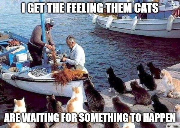 Them cats | I GET THE FEELING THEM CATS; ARE WAITING FOR SOMETHING TO HAPPEN | image tagged in cats,memes,fun,funny,funnt memes,2020 | made w/ Imgflip meme maker