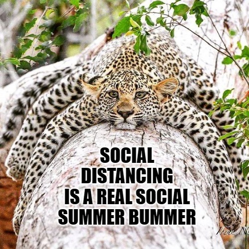 There goes summer | SOCIAL
DISTANCING
IS A REAL SOCIAL
SUMMER BUMMER | image tagged in cats,leopards,memes,fun,funny,2020 | made w/ Imgflip meme maker