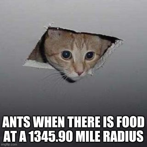 Quite True | ANTS WHEN THERE IS FOOD AT A 1345.90 MILE RADIUS | image tagged in memes,ceiling cat | made w/ Imgflip meme maker