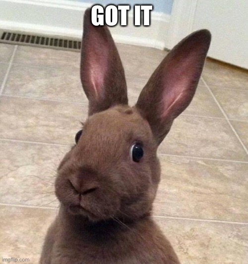 Really? Rabbit | GOT IT | image tagged in really rabbit | made w/ Imgflip meme maker