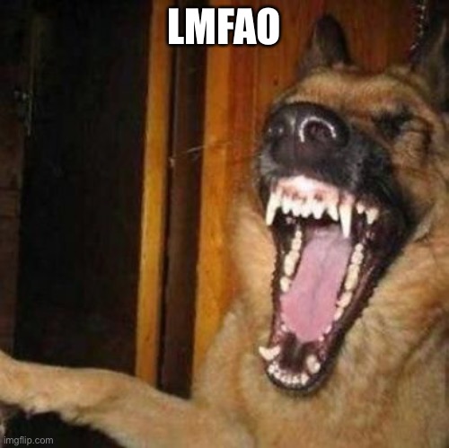 Laughing Dog | LMFAO | image tagged in laughing dog | made w/ Imgflip meme maker
