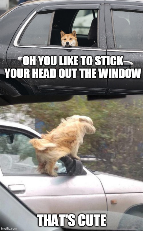THAT IS ONE CRAZY DOG | OH YOU LIKE TO STICK YOUR HEAD OUT THE WINDOW; THAT'S CUTE | image tagged in funny dogs,dogs | made w/ Imgflip meme maker